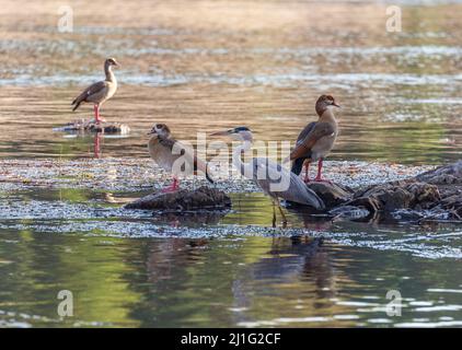 Graureiher und ägyptische Gänse, Kitchener's Island, Assuan Stockfoto