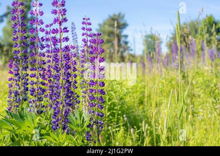 Viele schöne Lupinenblüten von lila Farbe Stockfoto