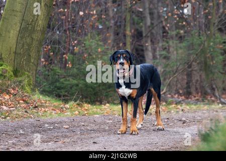 Ganzkörperportrait des Berner Sennenhundes, der im Wald steht und die Kamera anschaut Stockfoto