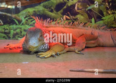 Wildtiere Natur, große Eidechse. Porträt von orangen Leguan im Terrarium . Wildlife-Szene aus der Natur. Nahaufnahme des Gesichts Porträt einer Eidechse aus Südamerika. Stockfoto