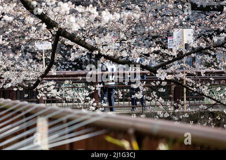 Tokio, Japan. 25. März 2022. Die Kirschblüte hängt über dem Meguro River in Nakameguro in Nakameguro. Die Tokioter Metropolregierung kündigte Einschränkungen für Menschen an, die während der Kirschblütensaison in einigen Stadtparks Picknickmatten unter Sakura-Bäumen ausrollen, um die Ausbreitung neuer Coronavirus-Fälle in der Hauptstadt zu verhindern. Kredit: ZUMA Press, Inc./Alamy Live Nachrichten Stockfoto
