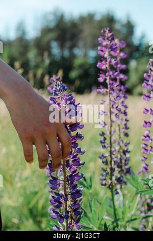 Die Hand eines jungen Mannes berührt die Blumen der Fliederlupinen Stockfoto