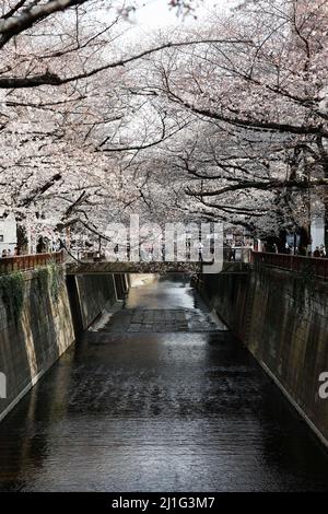 Tokio, Japan. 25. März 2022. Die Kirschblüte hängt über dem Meguro River in Nakameguro in Nakameguro. Die Tokioter Metropolregierung kündigte Einschränkungen für Menschen an, die während der Kirschblütensaison in einigen Stadtparks Picknickmatten unter Sakura-Bäumen ausrollen, um die Ausbreitung neuer Coronavirus-Fälle in der Hauptstadt zu verhindern. Kredit: ZUMA Press, Inc./Alamy Live Nachrichten Stockfoto