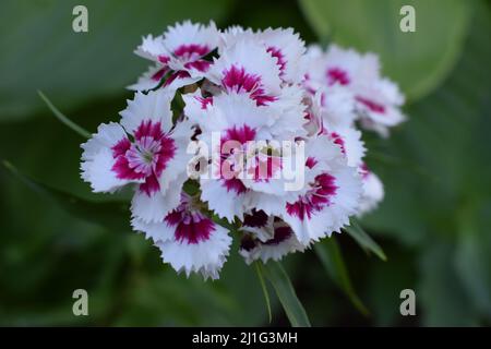 Eine beliebte duftende zweijährige Gartenpflanze, Sweet William oder Dianthus barbatus. Selektiver Fokus, Nahaufnahme. Stockfoto