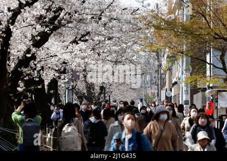 Tokio, Japan. 25. März 2022. Menschen mit Gesichtsmasken laufen entlang der Kirschblütenbäume, die abgespannten sind, um Partys am Meguro River in Nakameguro zu unterlassen. Die Tokioter Metropolregierung kündigte Einschränkungen für Menschen an, die während der Kirschblütensaison in einigen Stadtparks Picknickmatten unter Sakura-Bäumen ausrollen, um die Ausbreitung neuer Coronavirus-Fälle in der Hauptstadt zu verhindern. Kredit: ZUMA Press, Inc./Alamy Live Nachrichten Stockfoto