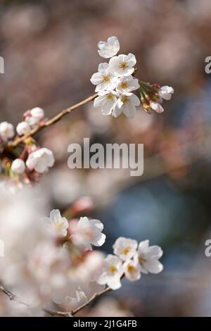 Tokio, Japan. 25. März 2022. Nahaufnahme der blühenden Kirschblüte im Hibiya Park. Die Tokioter Metropolregierung kündigte Einschränkungen für Menschen an, die während der Kirschblütensaison in einigen Stadtparks Picknickmatten unter Sakura-Bäumen ausrollen, um die Ausbreitung neuer Coronavirus-Fälle in der Hauptstadt zu verhindern. Kredit: ZUMA Press, Inc./Alamy Live Nachrichten Stockfoto
