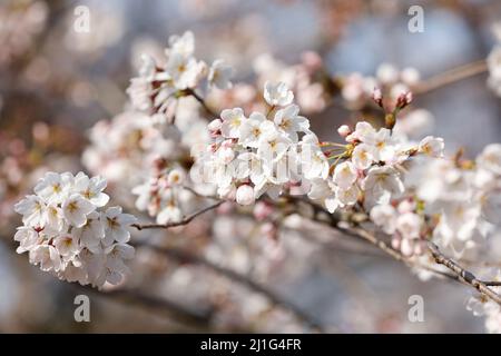 Tokio, Japan. 25. März 2022. Nahaufnahme der blühenden Kirschblüte im Hibiya Park. Die Tokioter Metropolregierung kündigte Einschränkungen für Menschen an, die während der Kirschblütensaison in einigen Stadtparks Picknickmatten unter Sakura-Bäumen ausrollen, um die Ausbreitung neuer Coronavirus-Fälle in der Hauptstadt zu verhindern. Kredit: ZUMA Press, Inc./Alamy Live Nachrichten Stockfoto