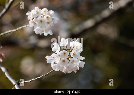 Tokio, Japan. 25. März 2022. Nahaufnahme der blühenden Kirschblüte im Hibiya Park. Die Tokioter Metropolregierung kündigte Einschränkungen für Menschen an, die während der Kirschblütensaison in einigen Stadtparks Picknickmatten unter Sakura-Bäumen ausrollen, um die Ausbreitung neuer Coronavirus-Fälle in der Hauptstadt zu verhindern. Kredit: ZUMA Press, Inc./Alamy Live Nachrichten Stockfoto