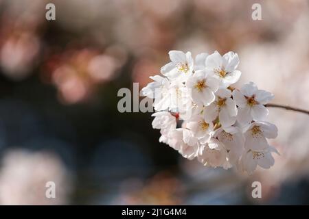 Tokio, Japan. 25. März 2022. Nahaufnahme der blühenden Kirschblüte im Hibiya Park. Die Tokioter Metropolregierung kündigte Einschränkungen für Menschen an, die während der Kirschblütensaison in einigen Stadtparks Picknickmatten unter Sakura-Bäumen ausrollen, um die Ausbreitung neuer Coronavirus-Fälle in der Hauptstadt zu verhindern. Kredit: ZUMA Press, Inc./Alamy Live Nachrichten Stockfoto