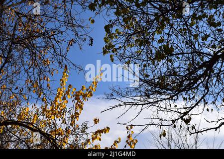 Autumbild mit gelben Blättern auf Ästen mit blauem Himmel im Hintergrund. Schöne bunte Blätter am schönen blauen Himmel. Der Herbst lässt nach Stockfoto