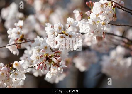 Tokio, Japan. 25. März 2022. Nahaufnahme der blühenden Kirschblüte im Hibiya Park. Die Tokioter Metropolregierung kündigte Einschränkungen für Menschen an, die während der Kirschblütensaison in einigen Stadtparks Picknickmatten unter Sakura-Bäumen ausrollen, um die Ausbreitung neuer Coronavirus-Fälle in der Hauptstadt zu verhindern. Kredit: ZUMA Press, Inc./Alamy Live Nachrichten Stockfoto