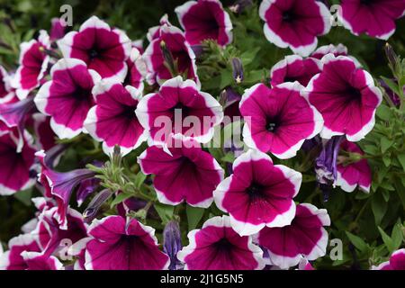 Weiße und violette Petunia-Blumen, Nahaufnahme. Petunien sind wegen ihrer langen Blütezeit eine der beliebtesten Blüten. Stockfoto
