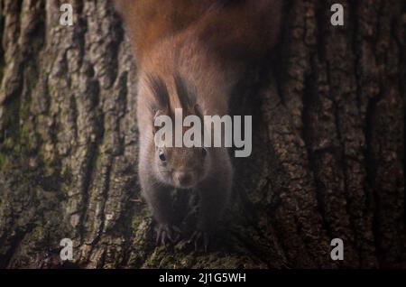 Ein eurasischer Eichhörnchen ( Sciurus vulgaris ) auf einem Baum in den Wäldern der Capathischen Berge in Romanaia. Einige dieser Roten Eichhörnchen sind bekannt Stockfoto