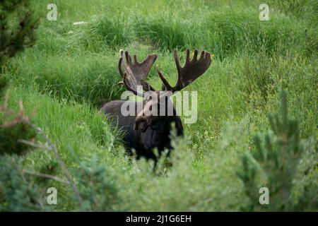 Riesige Bullenelche mit großen Geweihen auf der grünen Wiese der Colorado Rocky Mountains, USA Stockfoto
