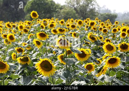 Detail der Sonnenblumenfeld, Bauern hat die Produktion der Sonnenblumen in der Saison erhöht. Am 23. März 2022 in Dhaka, Bangladesch. (Foto von S A Stockfoto