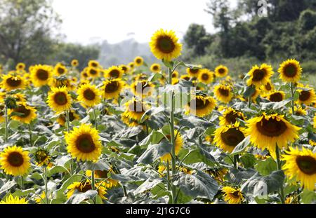 Detail der Sonnenblumenfeld, Bauern hat die Produktion der Sonnenblumen in der Saison erhöht. Am 23. März 2022 in Dhaka, Bangladesch. (Foto von S A Stockfoto