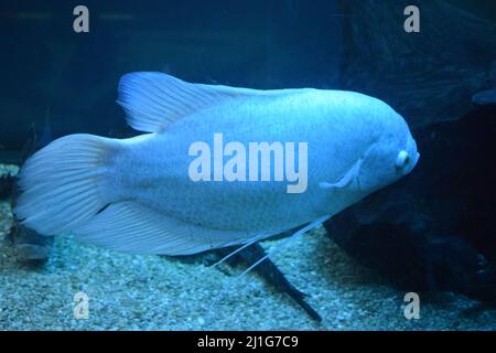 Riesengurami-Fische (Osphronemus goramy) im Aquarium. Wildtiere. Goramy Fische schwimmen in einem bepflanzten Aquarium. Stockfoto