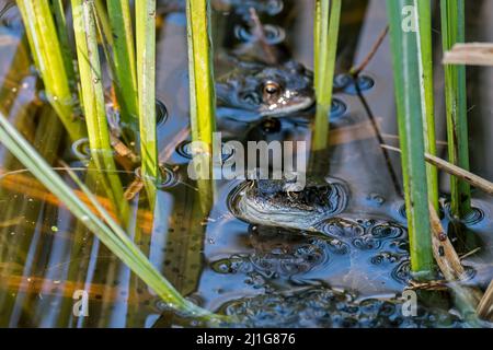 Europäische gewöhnliche Frösche / Braunfrösche / Grasfrösche (Rana temporaria), die während der Brutsaison im frühen Frühjahr unter Frogspawn im Teich schwimmen Stockfoto