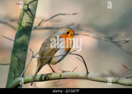 Europäischer Rotkehlchen (Erithacus rubecula), der im Frühjahr im Wald im Baum thront Stockfoto