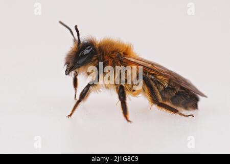 Laterale, detaillierte Nahaufnahme eines Weibchen der seltenen großen gelbenen Bergbaubiene, Andrena apicata, vor weißem Hintergrund Stockfoto