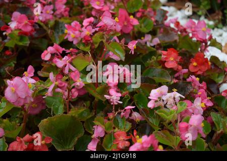 Rosa Begonia semperflorens. Wachs Begonia (Begonia semperflorens). Stockfoto