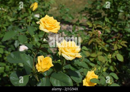 Einige orange gelbe Rosen im Garten. Schöne gelbe Rosen in einem Garten an sonnigen Tagen Stockfoto