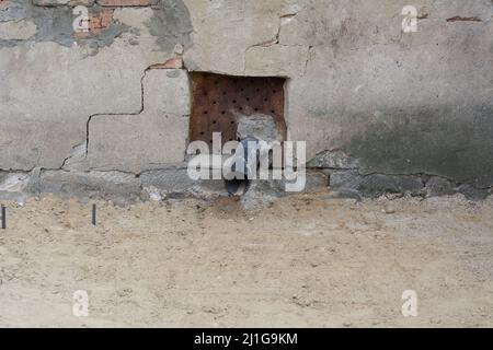 Regenwasserleitung. Regenwasser entwässert Rinne Rohr eines Hauses. Abflussleitung aus Kunststoff an der Gebäudewand. Architektur, Wetterkonzept. Stockfoto