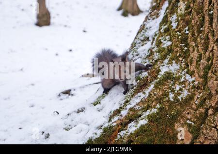 Eichhörnchen mit schwarzem Fell sitzt auf weißem Schnee im Park in Truskawez an einem Wintertag Stockfoto