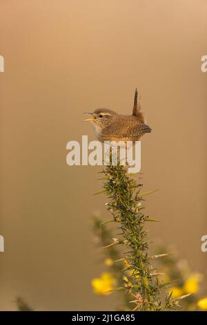 Eurasian Wren (Troglodytes troglodytes) erwachsenes Männchen, das auf Common Gorse (Ulex europaeus) thront, singend, Suffolk, England, März Stockfoto