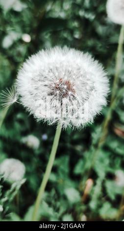 Schöner weißer Dandelion auf einem Hintergrund aus grünem Gras Stockfoto