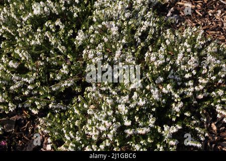 Springwood White Heather (Erica Carnea F. Alba) Stockfoto