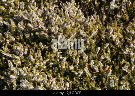 Weiße Perfektion, Grau (Erica Darleyensis f aureifolia) Stockfoto