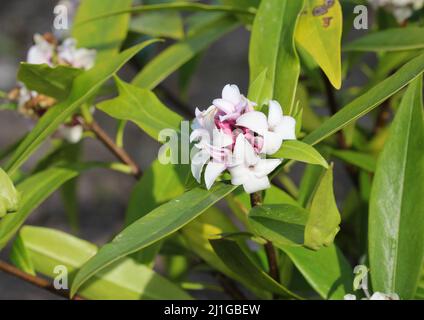 Daphne odora Parfüm Prinzessin Blume Stockfoto