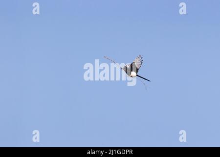 Gewöhnlicher Elster (Pica pica), der mit Nestmaterial im Schnabel fliegt, Suffolk, England, April Stockfoto