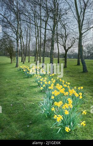 Ein Haufen Narzissen in einem Park an einem frühen Frühlingsmorgen. Stockfoto