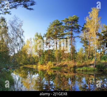 Farbenfrohe Bäume im Herbstwald. Stockfoto