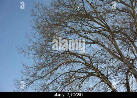 Baum ohne Blätter mit großen Ästen. Baum im Frühling gegen blauen Himmel. Große Pappel im Frühling. Pflanze verursacht Allergien. Stockfoto