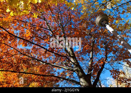 Leuchtend farbige Blätter an den Ästen im Herbstwald. Stockfoto