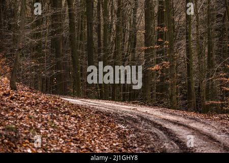 Ein Waldweg mit Blättern und mehreren Bäumen führt an einem Hang entlang Stockfoto