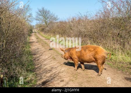 Eine Tamworth-Sau, die eine Straße auf dem Ken Hill Estate in Norfolk hinauf geht. Stockfoto