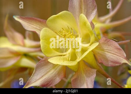Eine Nahaufnahme einer leicht duftenden Aquilegia chrysantha 'Yellow Queen' (Goldener Columbine) Stockfoto