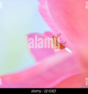 Orangefarbener Marienkäfer (Henosepilachna argus), der zwischen den zarten und weichen rosa Blütenblättern einer Rose läuft Stockfoto