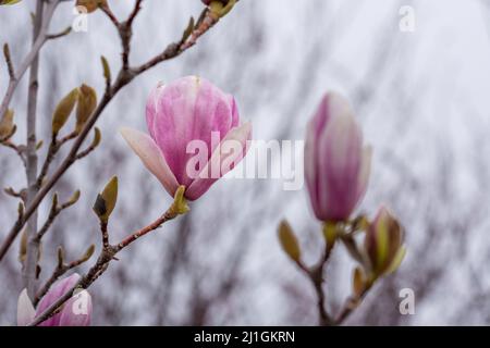 Rosafarbene Blüten und Knospen der chinesischen Magnolie (Magnolia soulangeana), die mit Regentropfen bedeckt sind Stockfoto