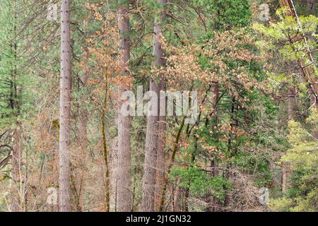 Bäume in Herbstfarben im Yosemite National Park Stockfoto