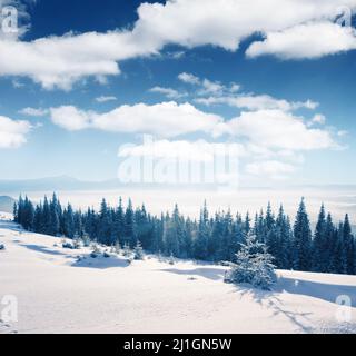 Schönes Winterpanorama mit schneebedeckten Bäumen Stockfoto