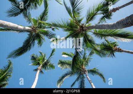Blick auf die Kokospalmen an der sonnigen Riviera Maya, Halbinsel Yucatan, Mexiko Stockfoto