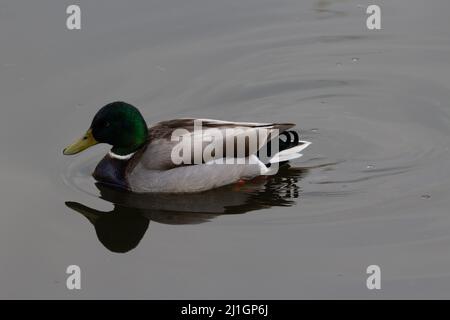 Eine männliche Mallard-Ente (Anas platyrhynchos) mit gelben Beinen, die sich in noch grauem Wasser spiegeln Stockfoto