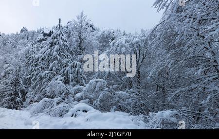 Eine schöne Aufnahme eines verschneiten Waldes Stockfoto