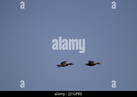 Ein Paar Mallard (Anas platyrhynchos), das gemeinsam gegen einen klaren, blassblauen Himmel fliegt Stockfoto