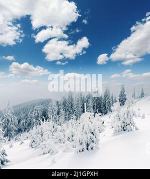 Herrliche Winterlandschaft mit Schnee bedeckt Bäume. Stockfoto